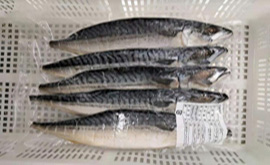 外食向けサバ文化干し