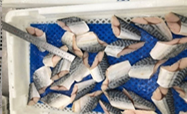 学校給食向け腹骨無しサバ切身