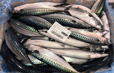 20KG版サバラウンド