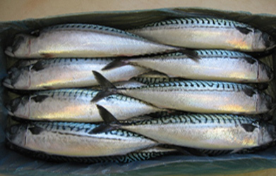 10KG版サバラウンド600ｇ＋