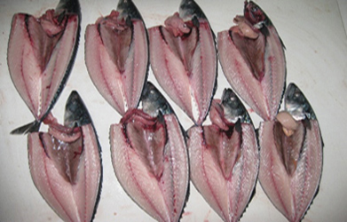 サバ原料の検品