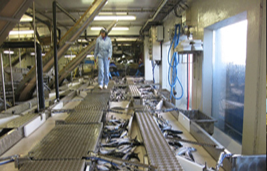 サバ生産工場サイズ選別ライン