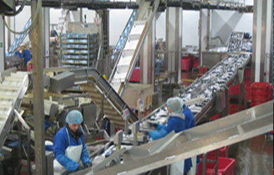 サバ生産工場にて