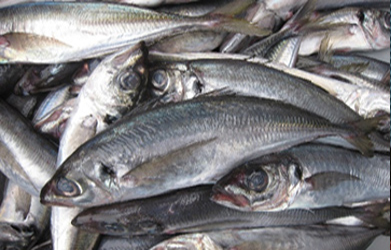 大西洋アジ原料検品