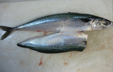 検品中発見した変異サバ