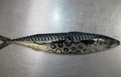 検品中発見した変異サバ