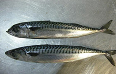 検品中発見した変異サバ