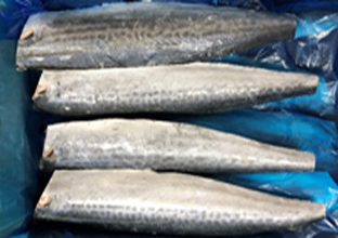 腹骨無し　骨無し　さごしフィレー