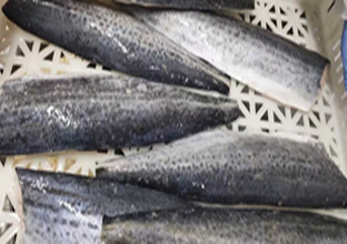 骨無しサワラフィレー