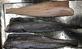 骨無しホキフィレー