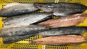 骨無しアジフィレー